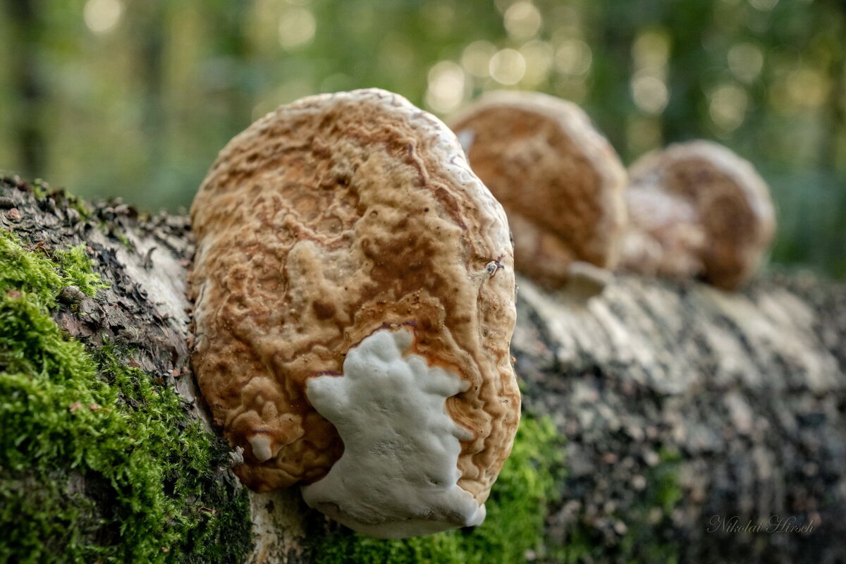 О трутовиках... - Николай Гирш