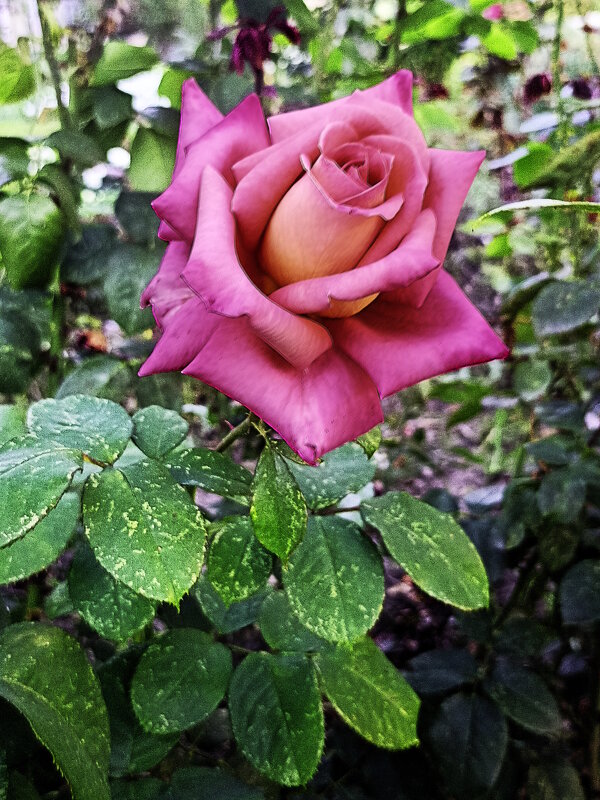 Роза. - Вячеслав. Синицын