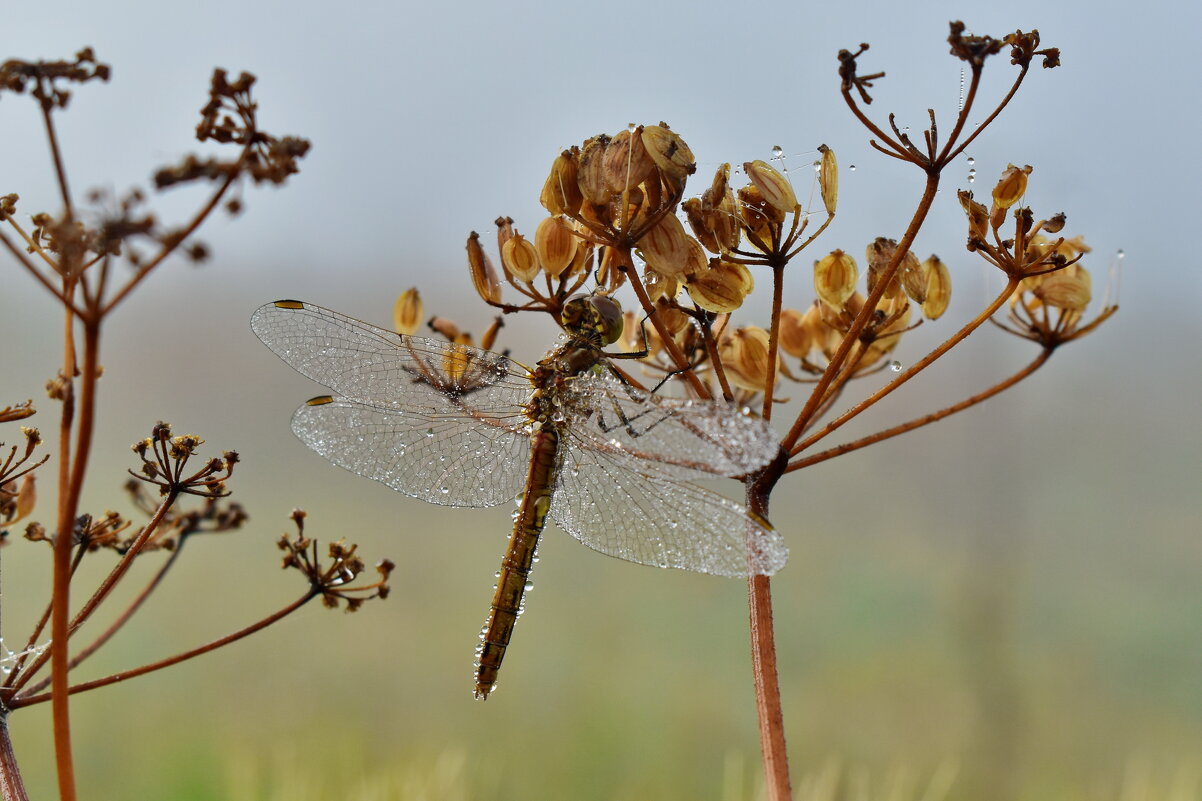 Брошь - Роман Пацкевич
