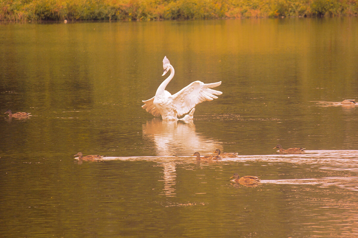 Царевна лебедь - Сергей Кочнев
