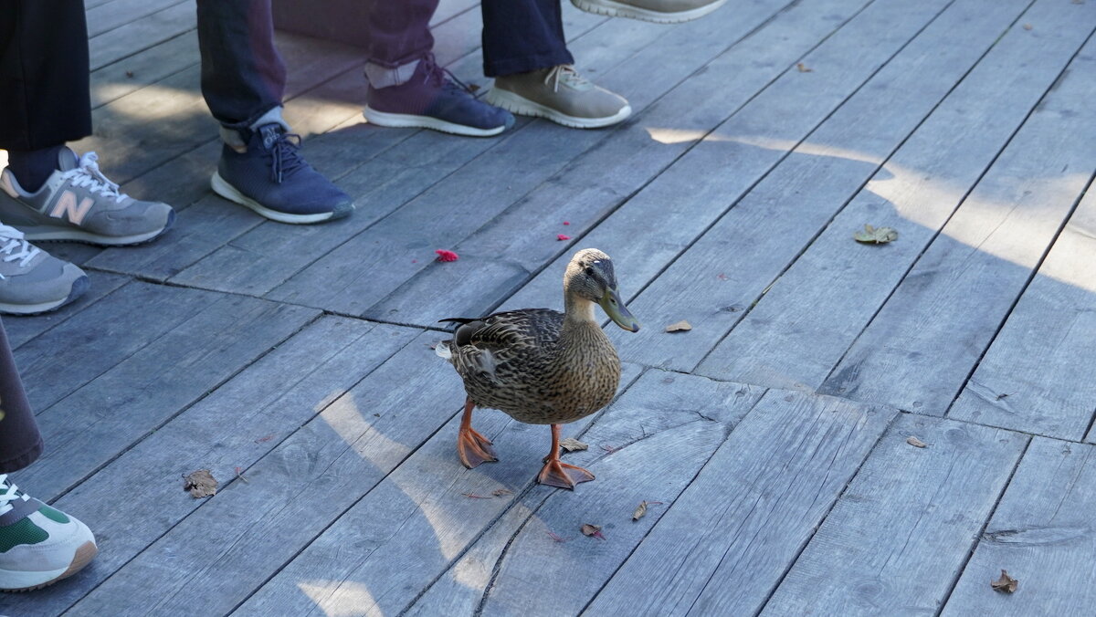 Утка на причале. - Alex 711402