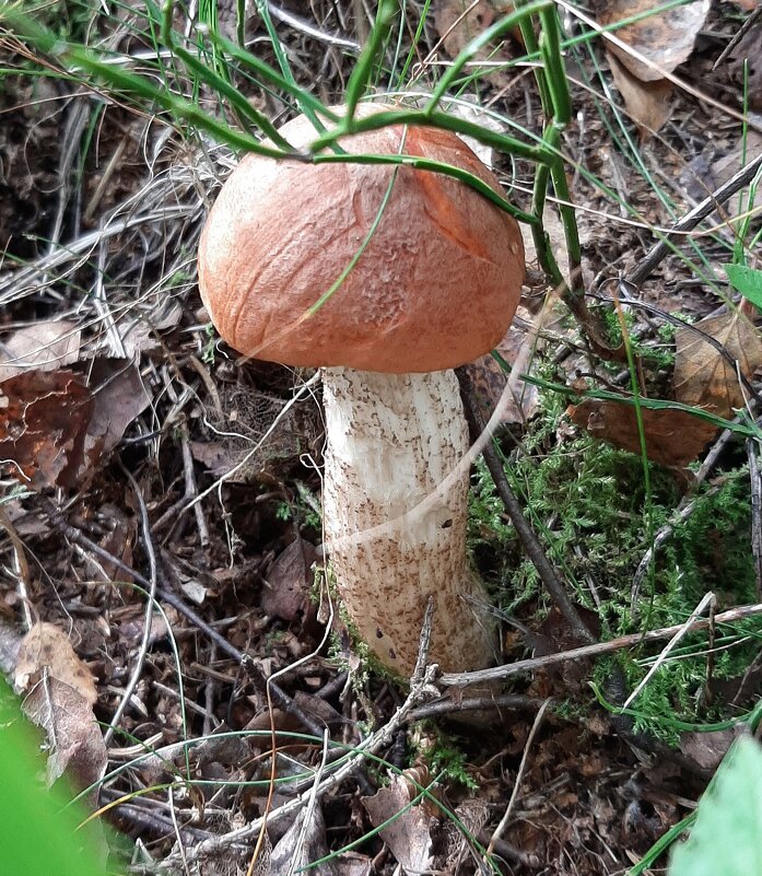 Про грибы - Наталья Герасимова