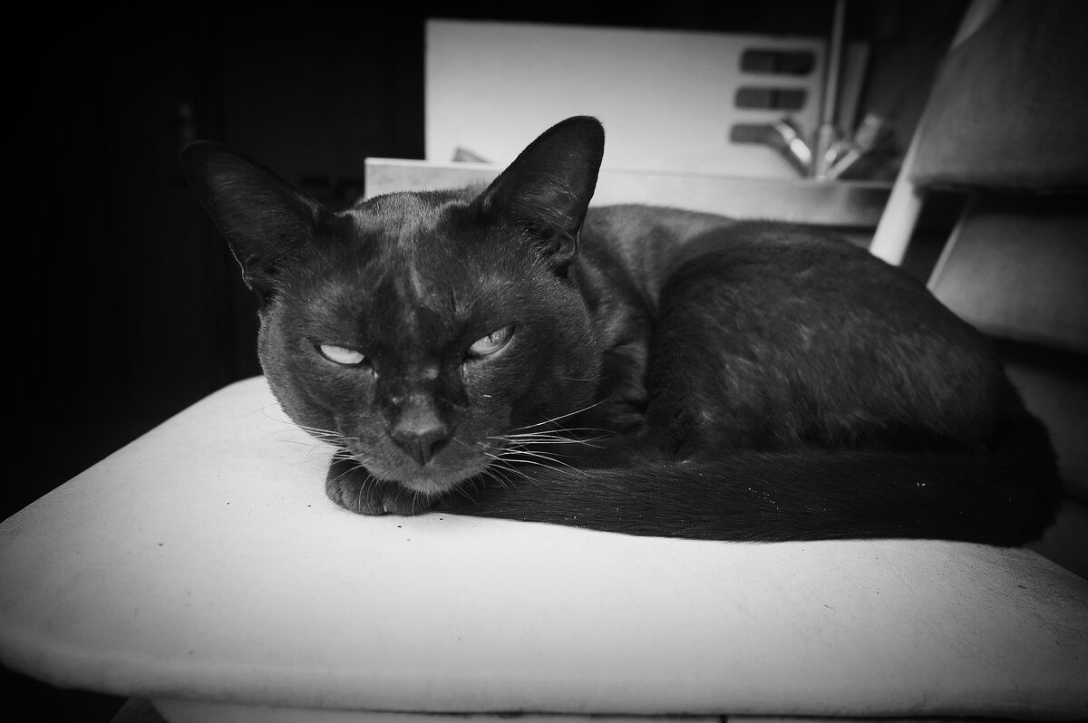 Разрешение на съёмку есть? - Магомед . Разрешение на съёмку есть? - Магомед .