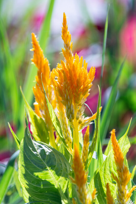 *** - Виктор Иванович Чернюк *** - Виктор Иванович Чернюк