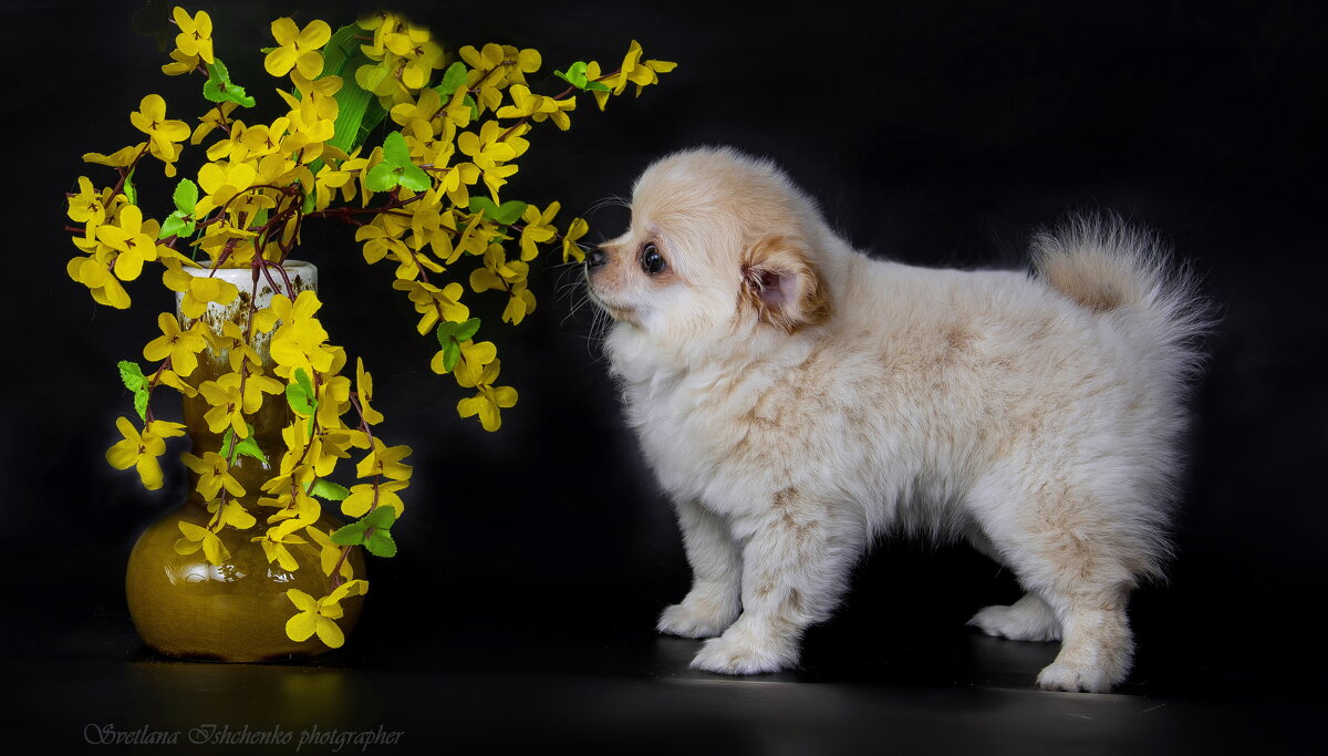 Померанец - Светлана Ищенко