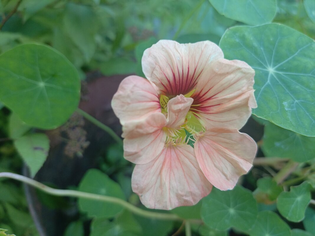 Красавица - Митя Дмитрий Митя