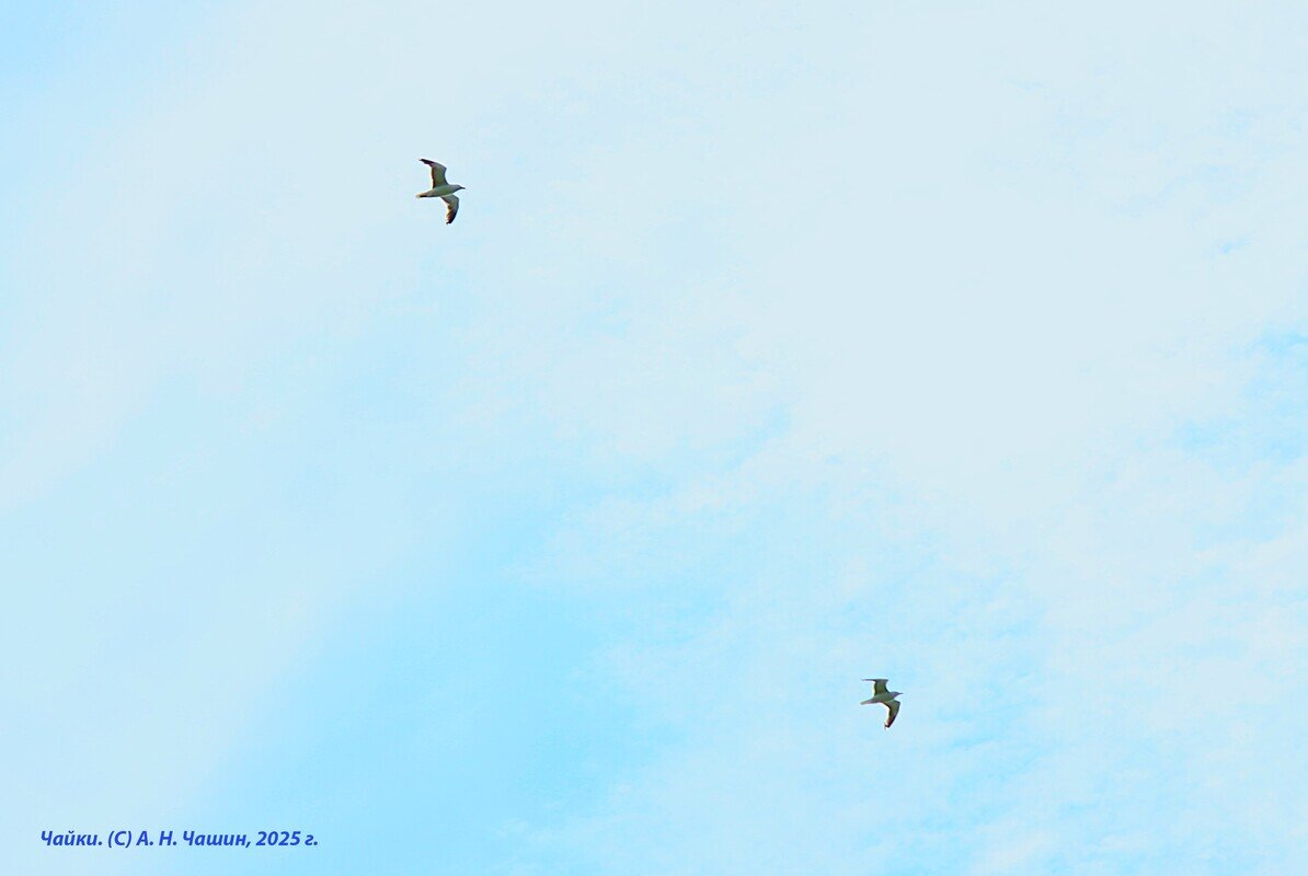 Чайки - Александр Чашин