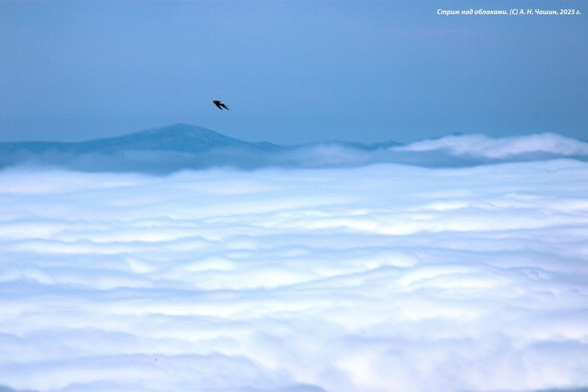 Стриж над облаками - Александр Чашин