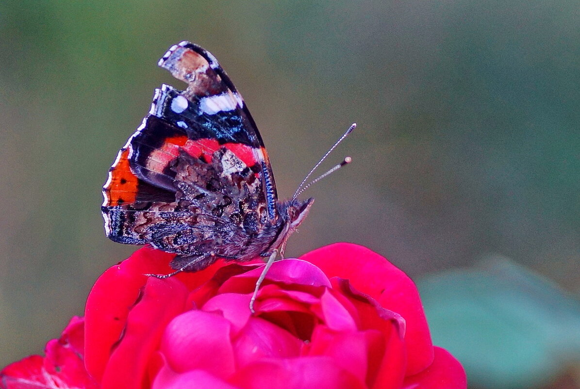 * - Николай Саржанов