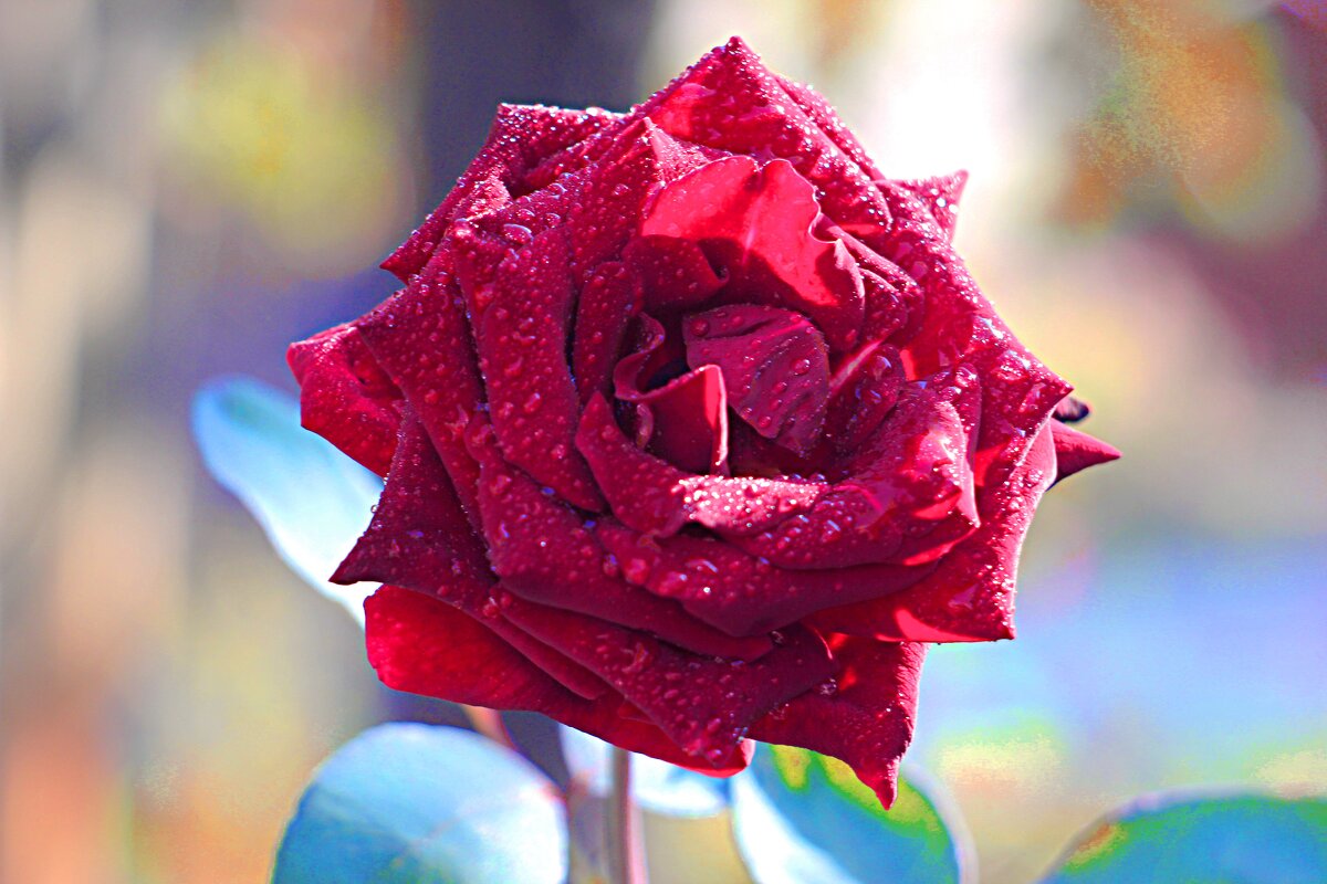 С  добрым  утром ! - Николай 