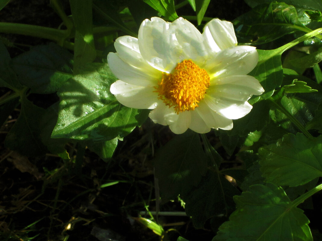 Георгина  белая - Валентин Семчишин