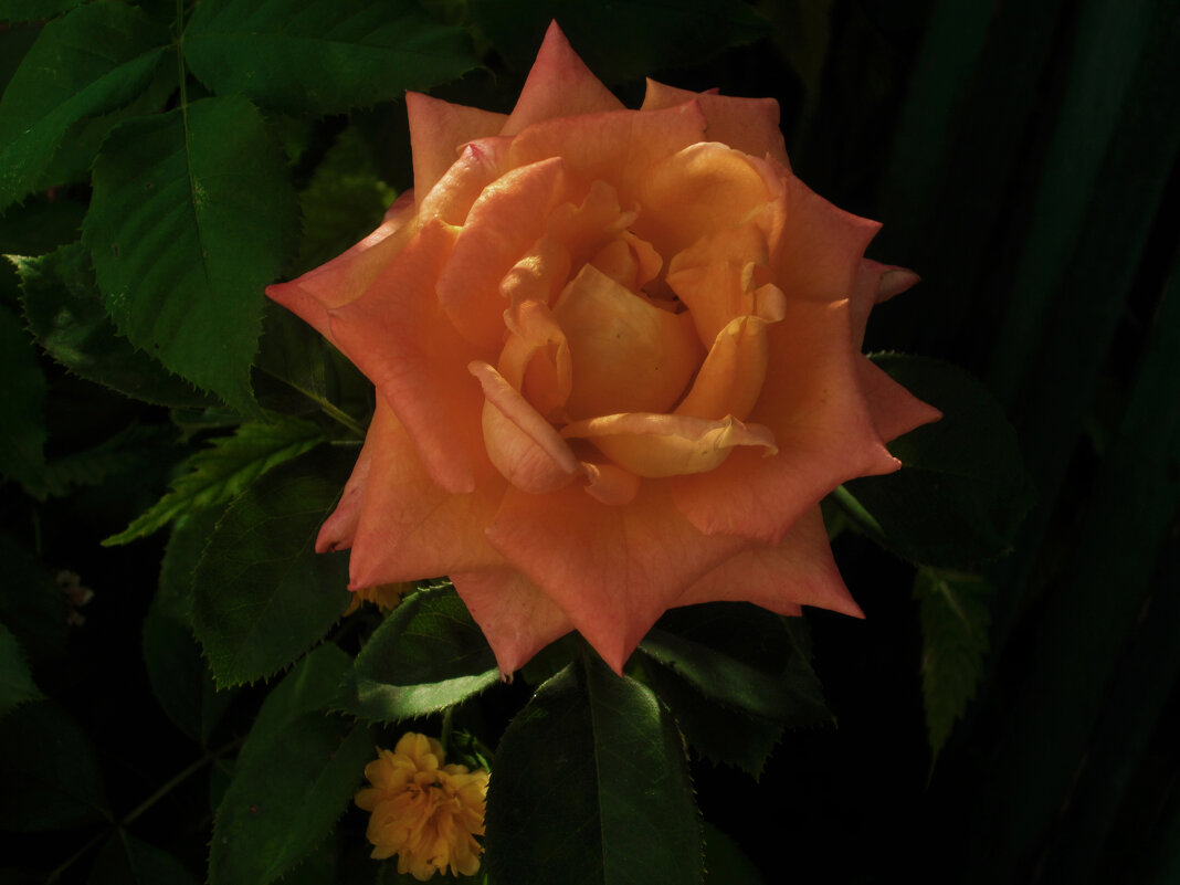 Оранжевая роза  Флорибунда - Валентин Семчишин