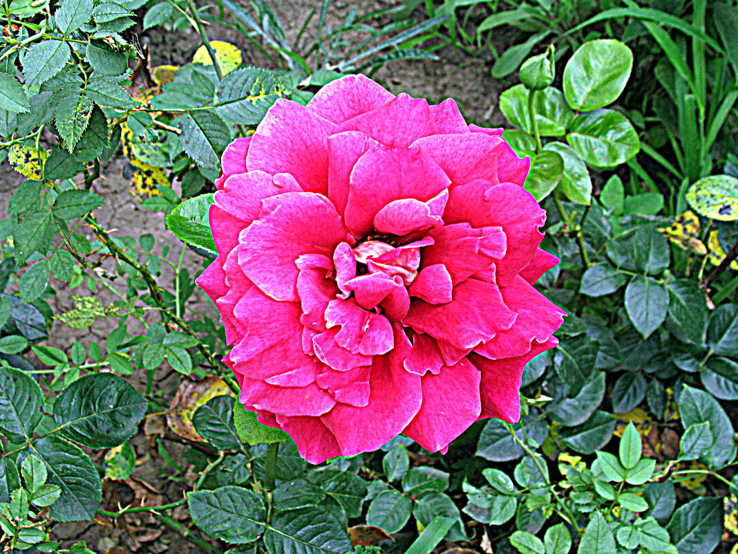 Цветы. - Владимир Драгунский