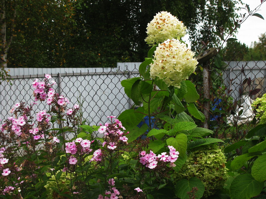 В саду - Людмила Смородинская В саду - Людмила Смородинская