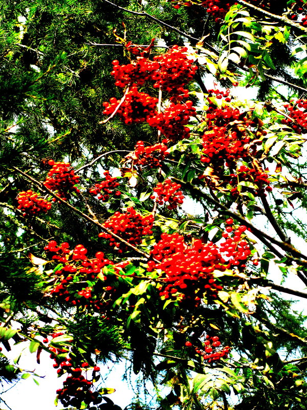 Рябина поспела - Людмила Смородинская