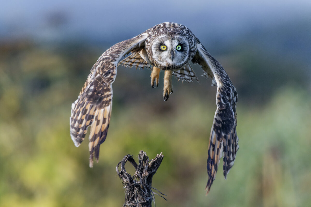 сова болотная. - юрий макаров