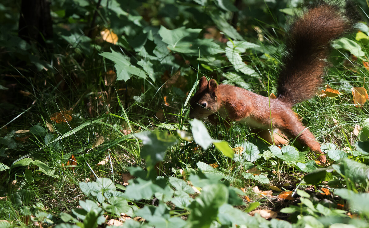*** - Владимир Безбородов