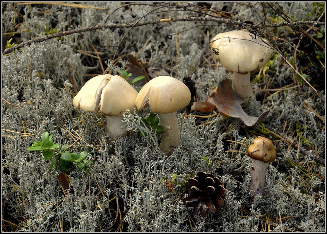 Лесной шампиьон - Aleksandr Gal