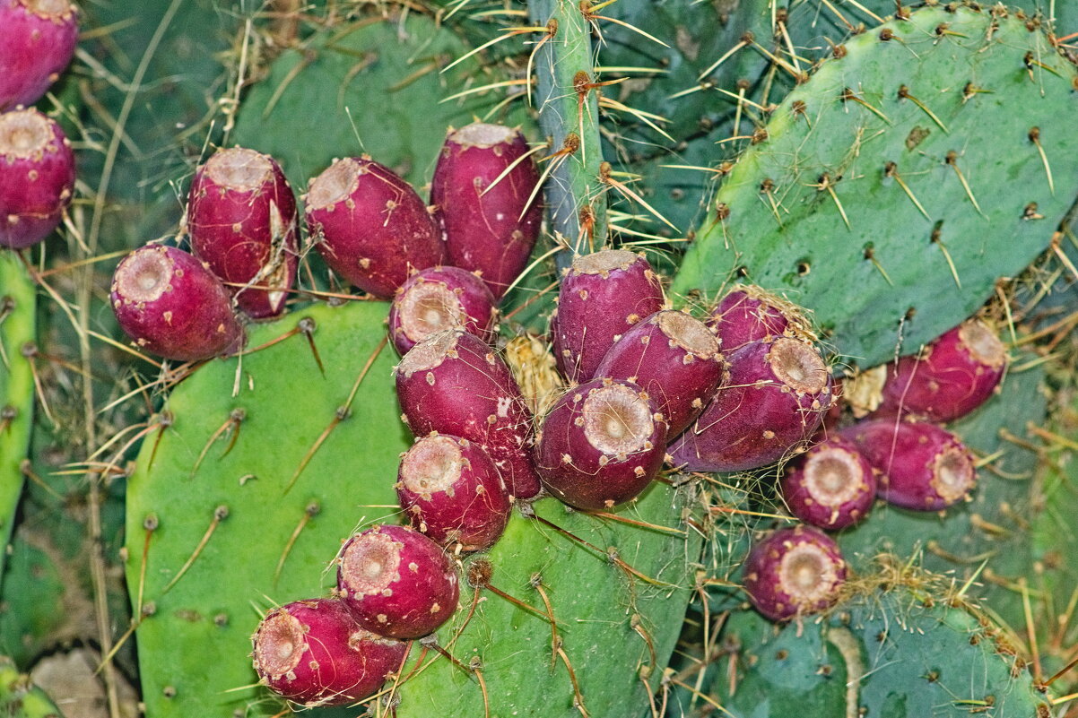 Опунция - Giant Tao /