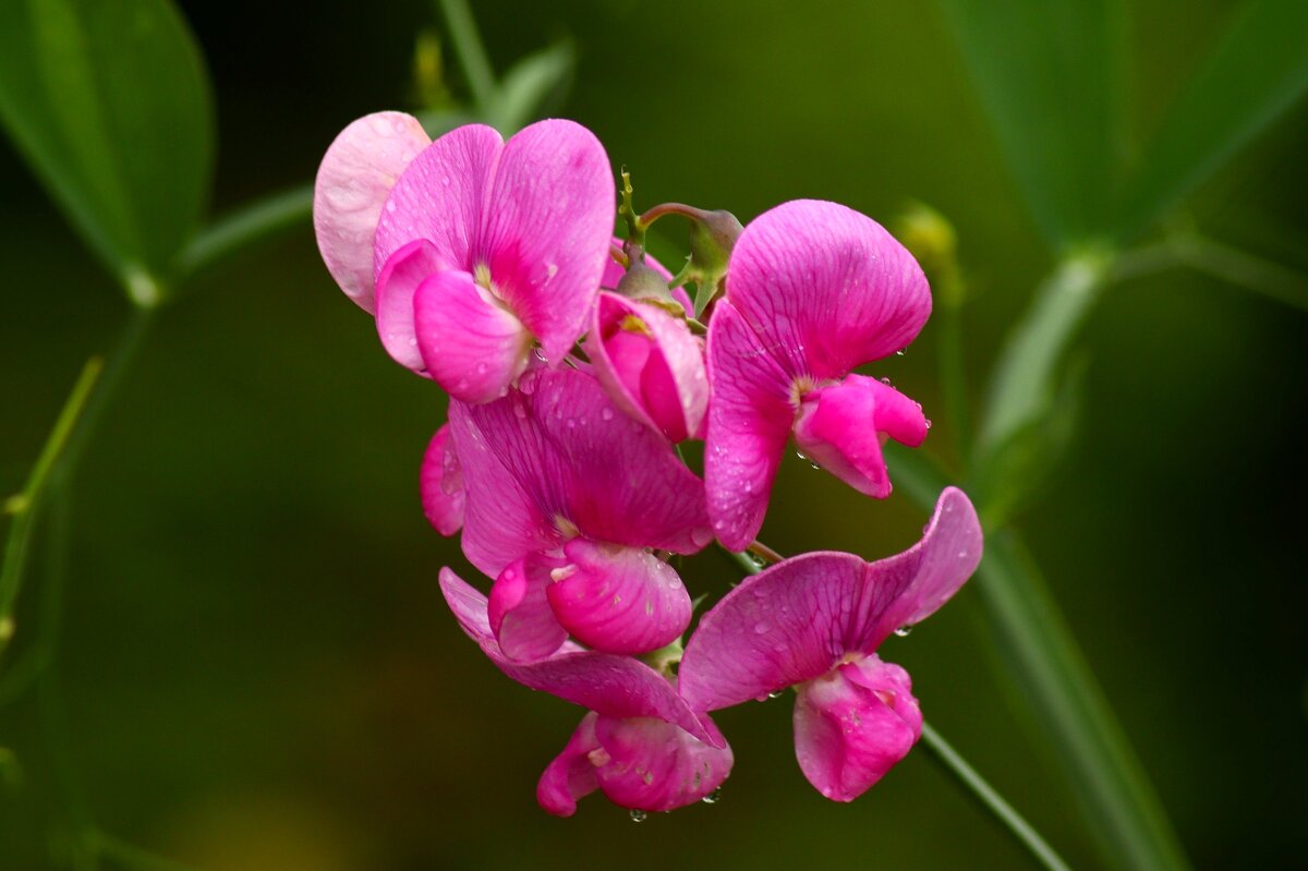 Мышиный горошек - Юрий. Шмаков