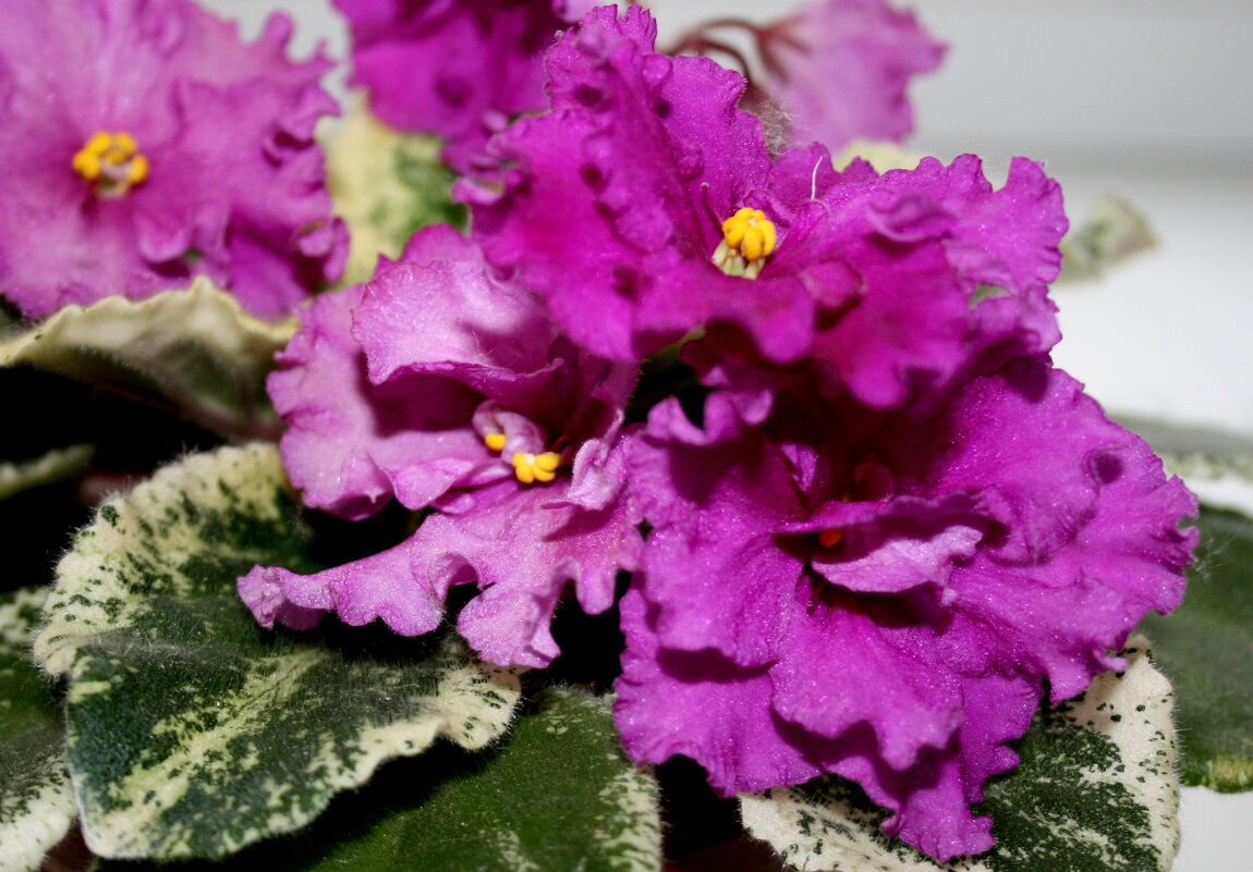 Фиалки - ИРЭН@ .