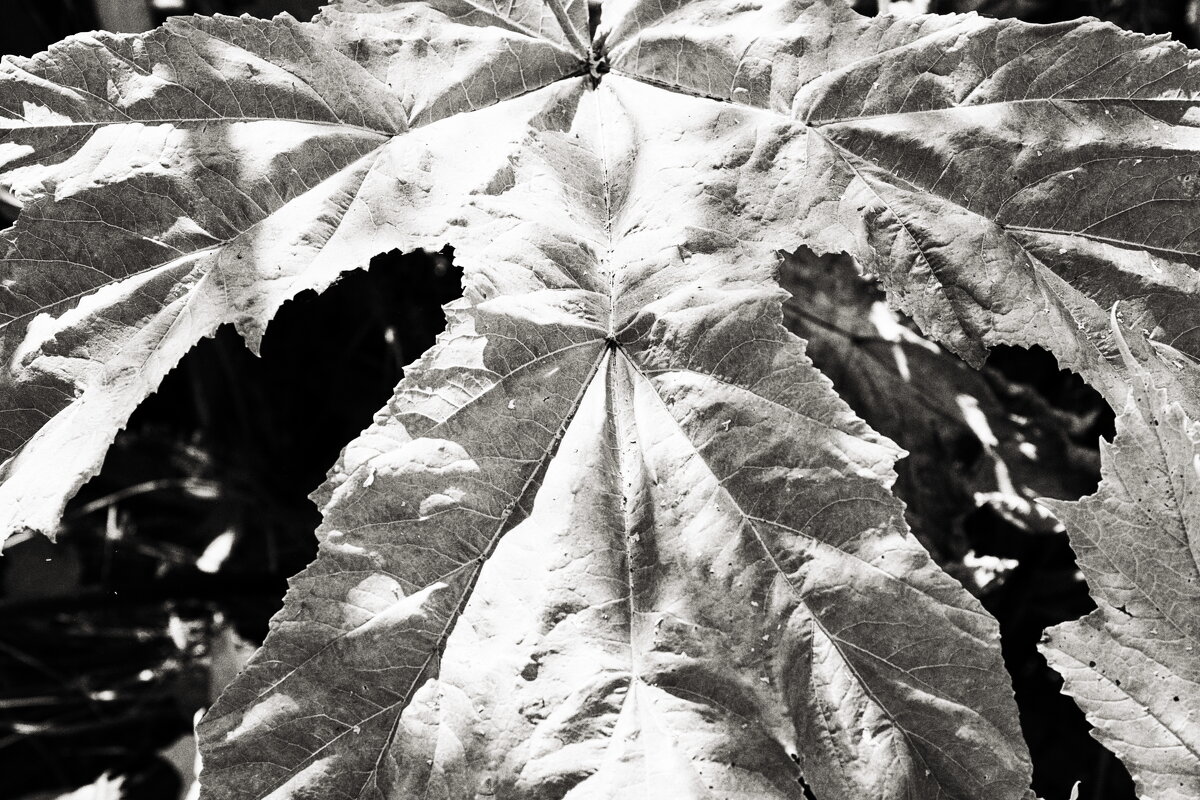 ... - Денис Безногов