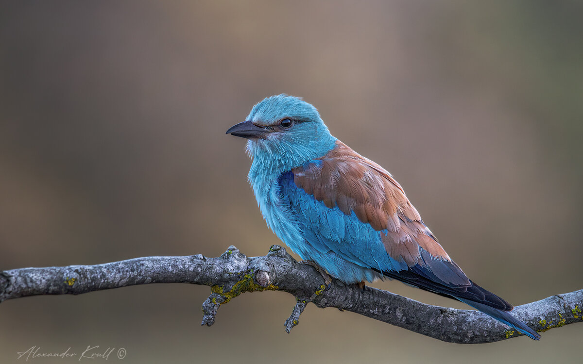 Ранняя птаха - Александр К.