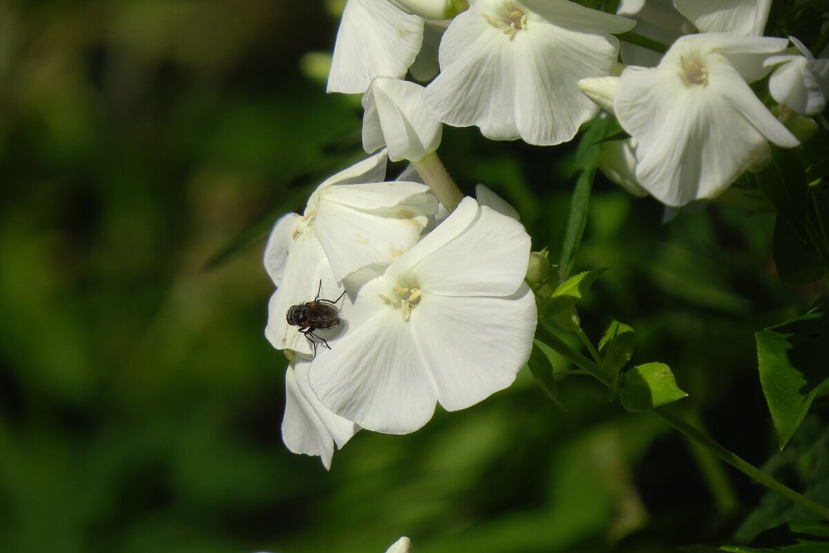 ******* - Наталья Лакомова