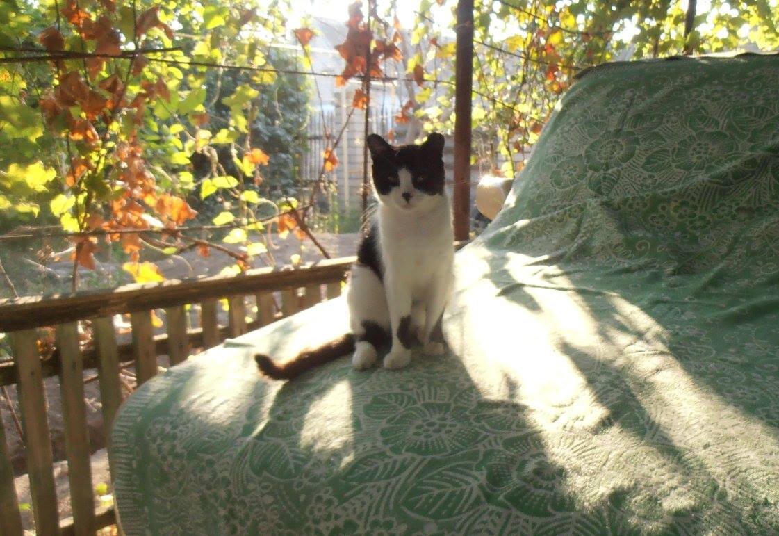 Утро во дворе - Наталья 