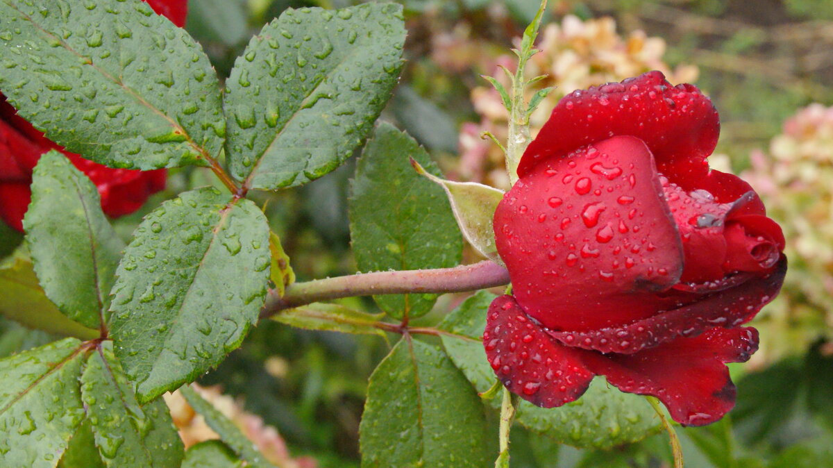 В каплях дождя. - сергей ермошкин В каплях дождя. - сергей ермошкин
