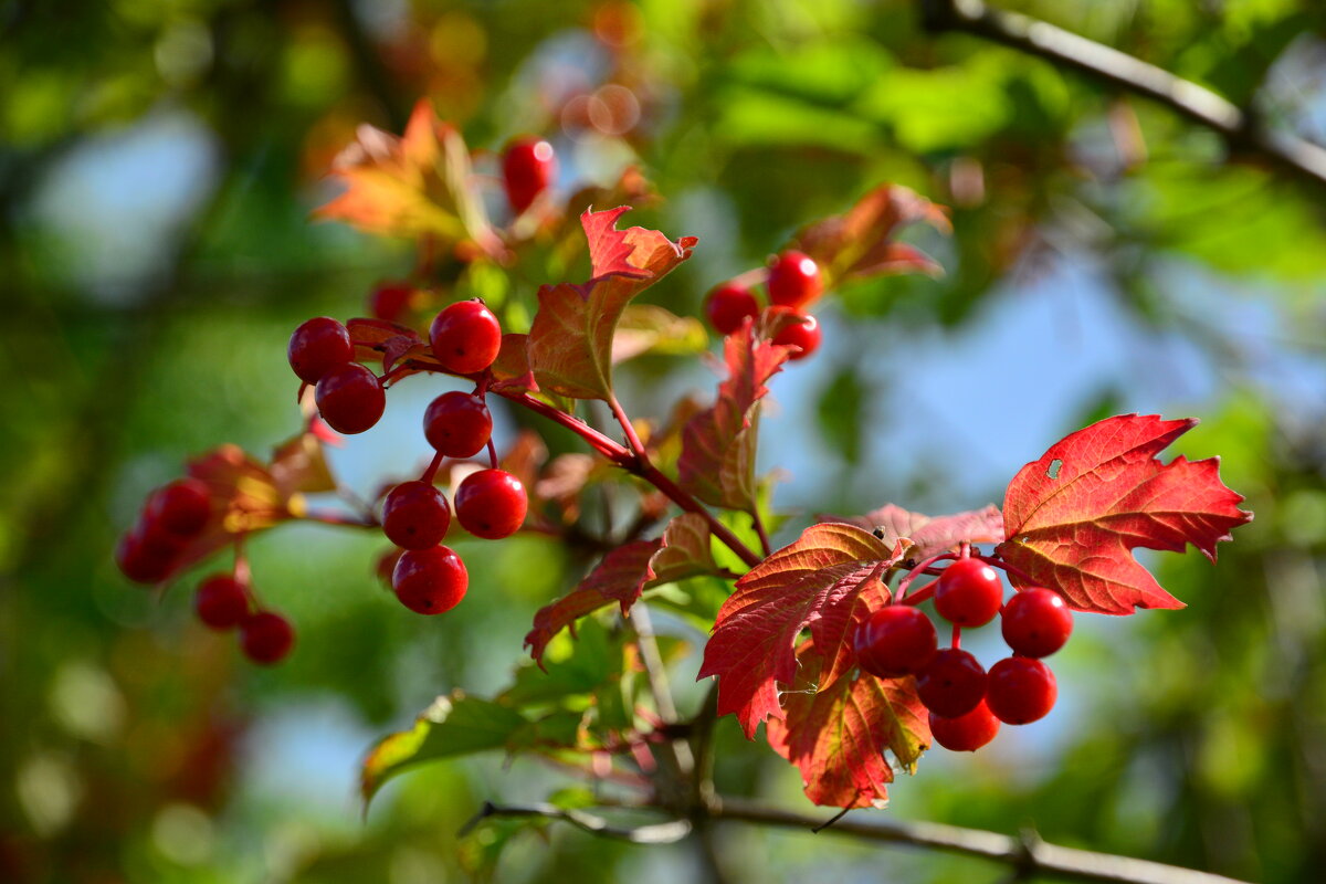 Калина красная. - Михаил Колосов 