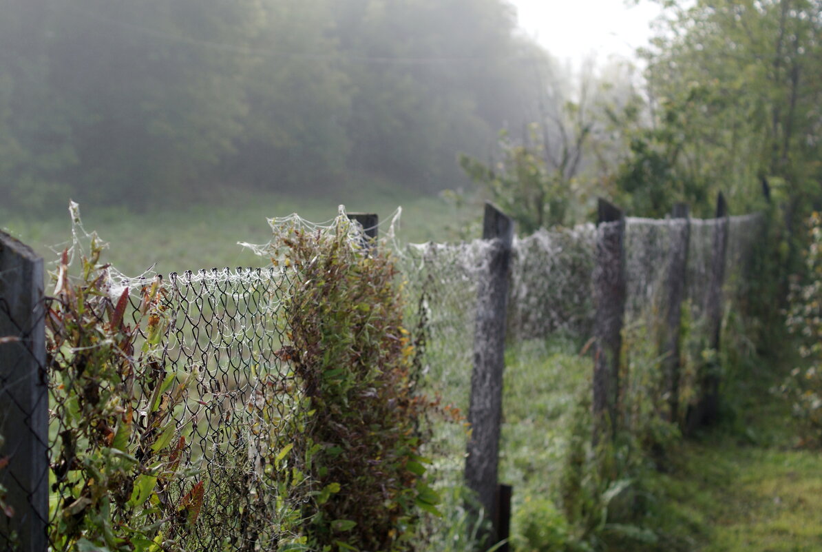 утро..., забор... - Андрей Катков