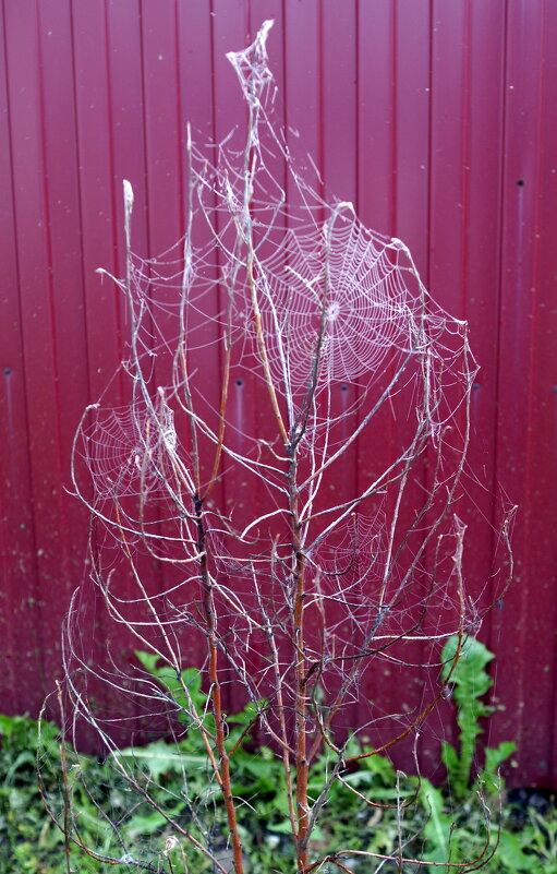 паучья "ёлка" - Андрей Катков паучья "ёлка" - Андрей Катков