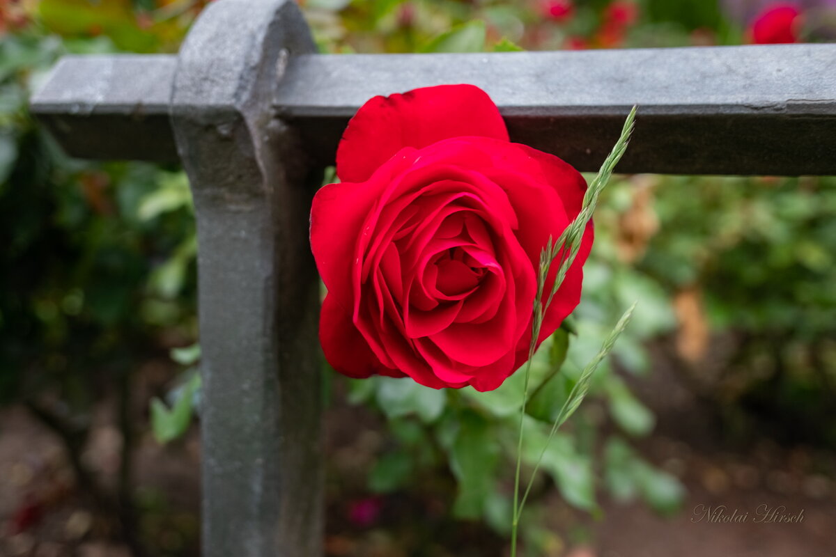 И говорила роза с травкой... - Николай Гирш