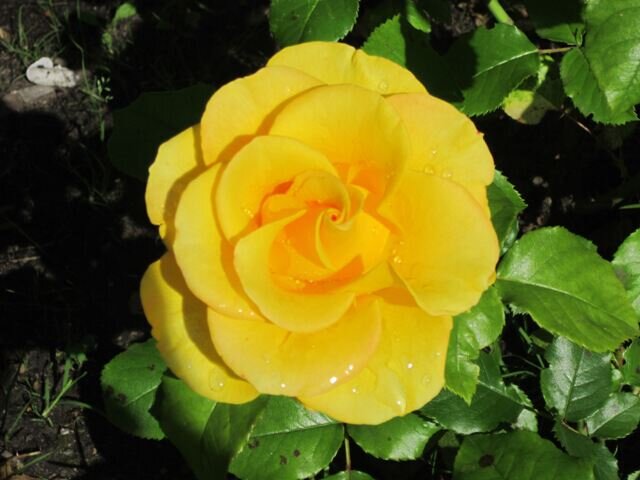 Роза Персиан Йеллоу - Дмитрий Никитин