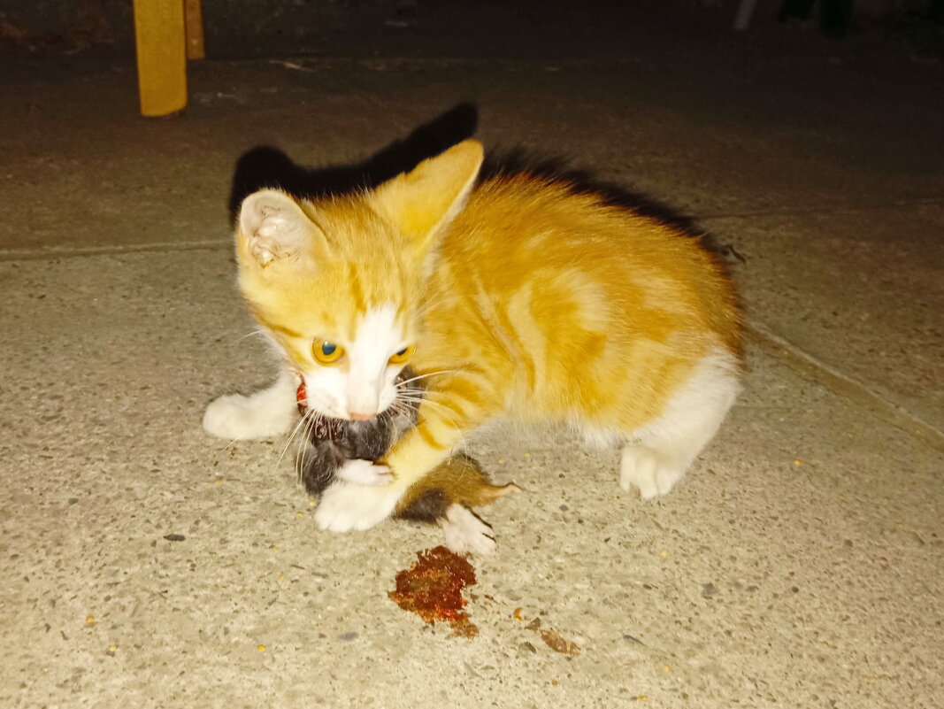 Котёнок с добычей... - Константин Штарк