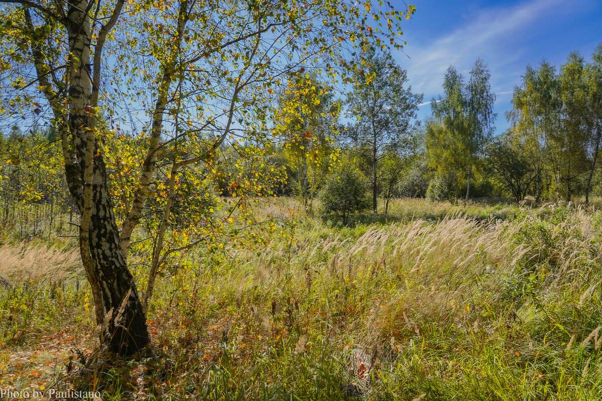 На опушке... - Владимир Жданов