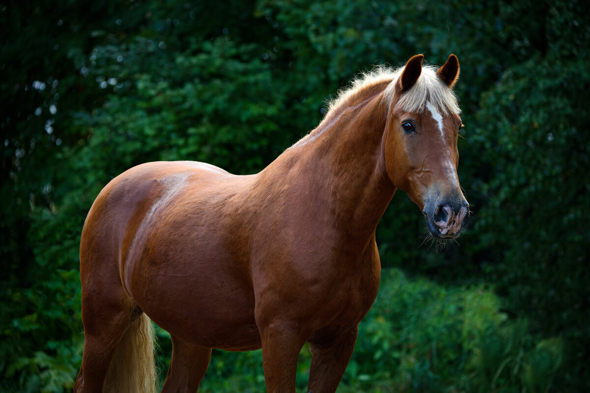 ... - Татьяна Линенко ... - Татьяна Линенко