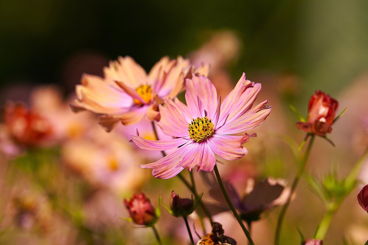 Космея - Татьяна Тюменка