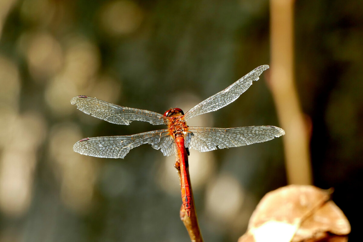 опять про стрекоз 22 - Александр Прокудин