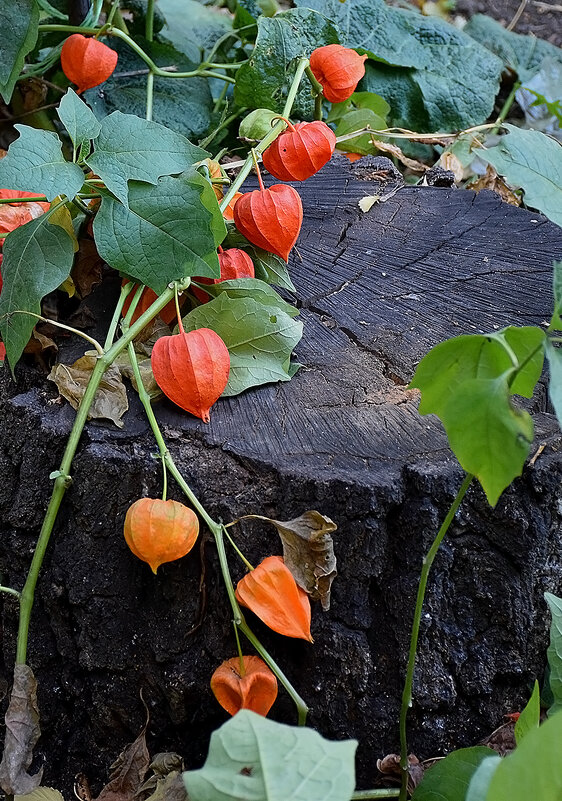 Украшение пня! - Валентина  Нефёдова 