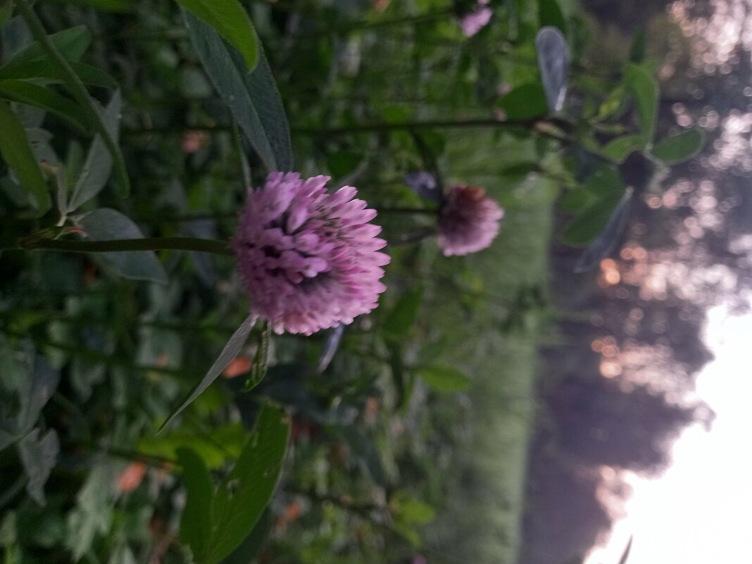 Клевер - Сапсан 