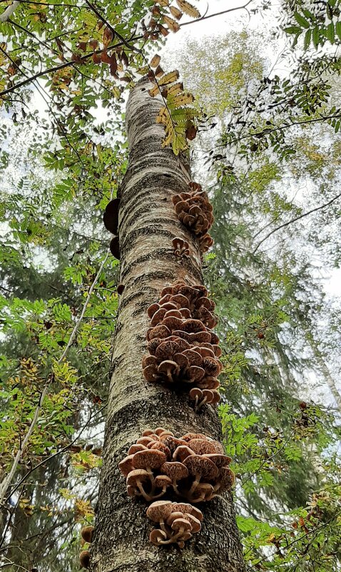 Про грибы - Наталья Герасимова