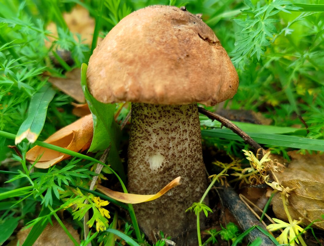 Городской гриб - светлана льдокова