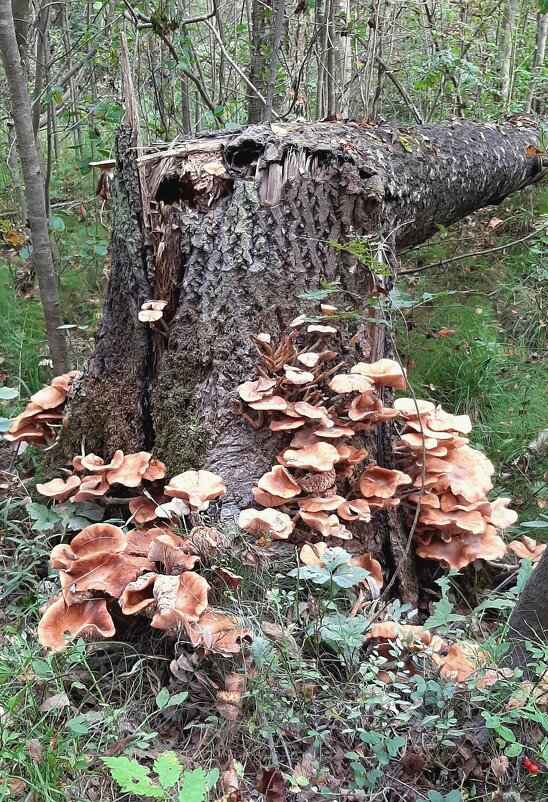 Про грибы. Опята - Наталья Герасимова