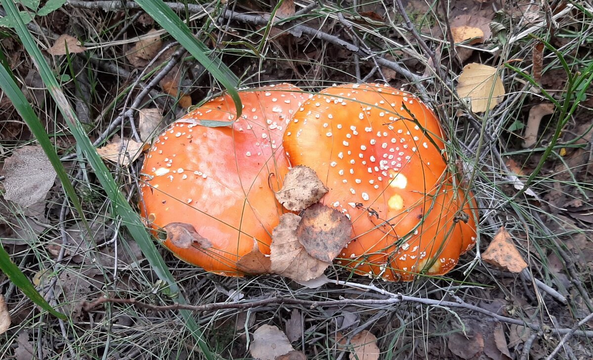 Несладкая парочка - Наталья Герасимова