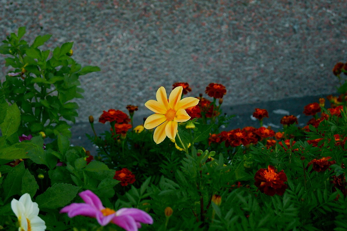 Городские цветы - Игорь Тельцов