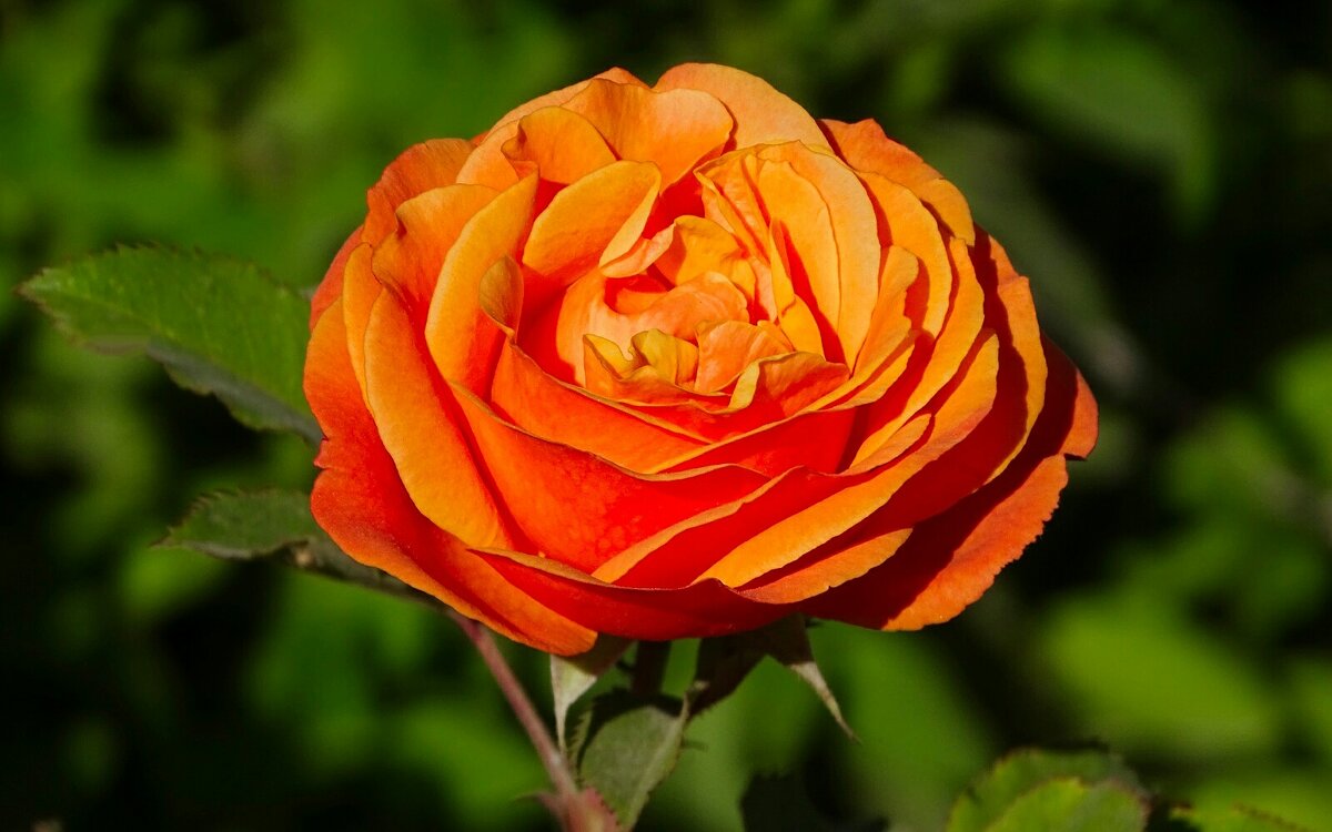 Роза сентября. - Милешкин Владимир Алексеевич 