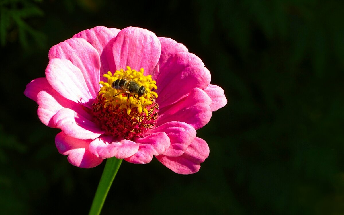 Цветы сентября. - Милешкин Владимир Алексеевич 