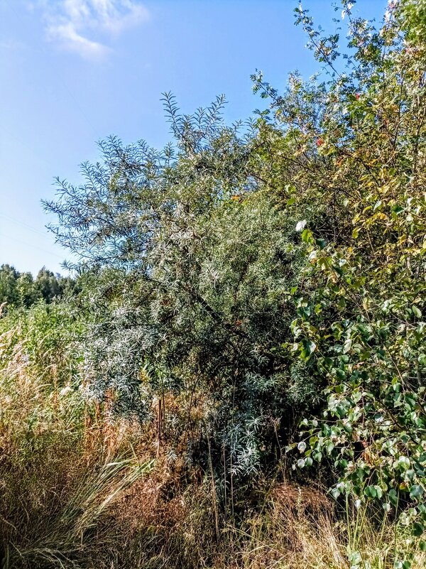 В парке Тондираба - Veera V